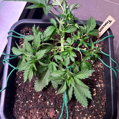 Francesca growlog timeline photo