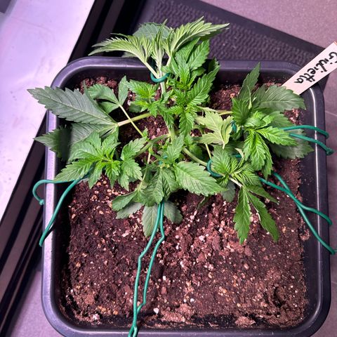 Giulietta growlog timeline photo