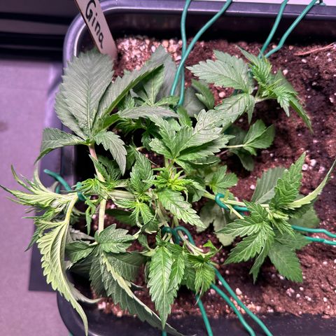 Gina  growlog timeline photo