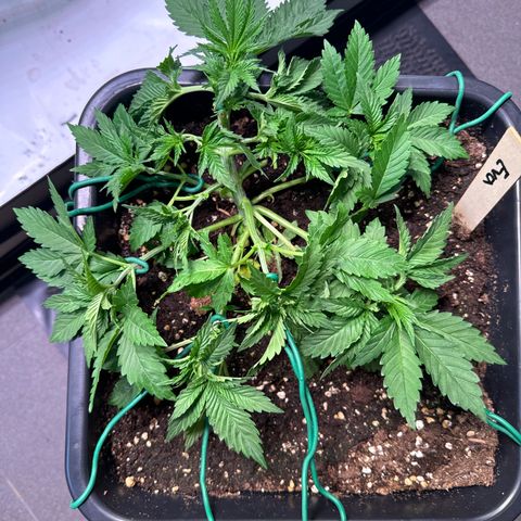 Eva growlog timeline photo