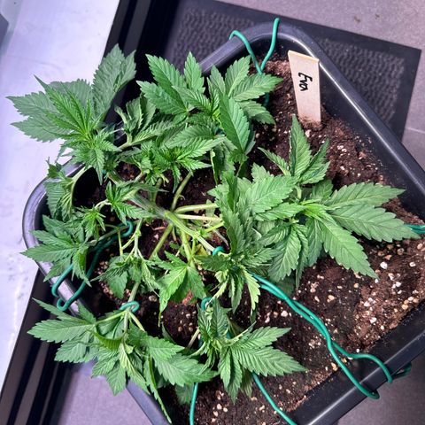 Eva growlog timeline photo