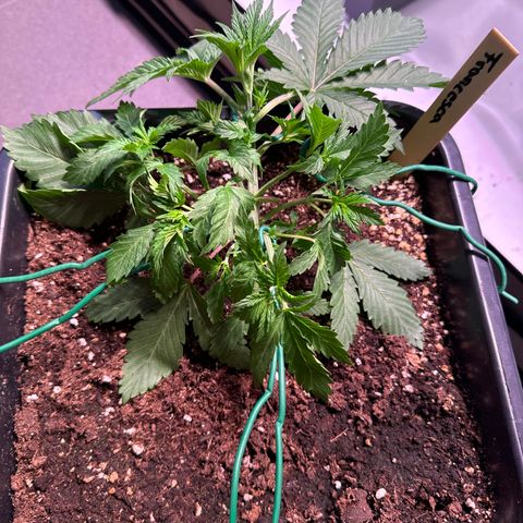 Francesca growlog timeline photo