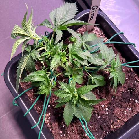 Gina  growlog timeline photo