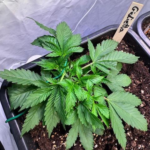 Giulietta growlog timeline photo