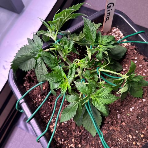 Gina  growlog timeline photo