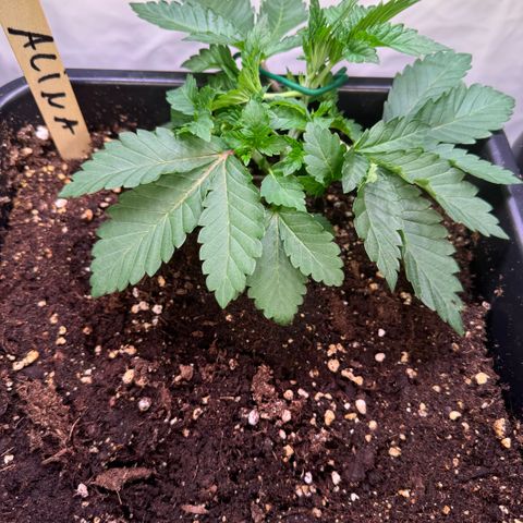 Alina  growlog timeline photo