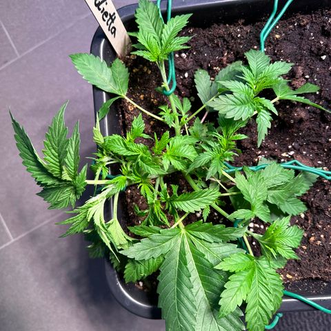 Giulietta growlog timeline photo
