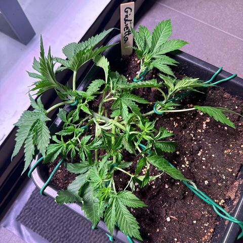 Giulietta growlog timeline photo