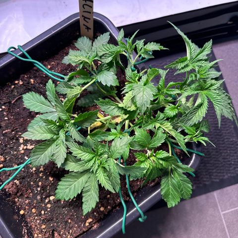Alina  growlog timeline photo