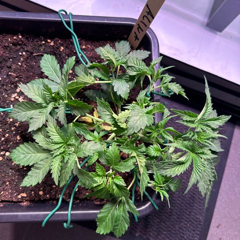 Alina  growlog timeline photo