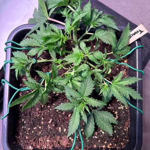 Francesca growlog timeline photo