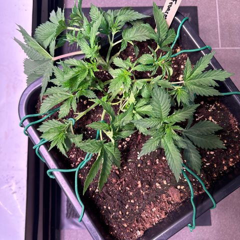Francesca growlog timeline photo