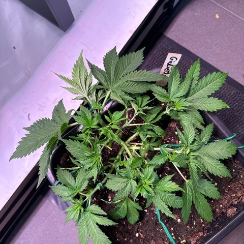 Giulietta growlog timeline photo