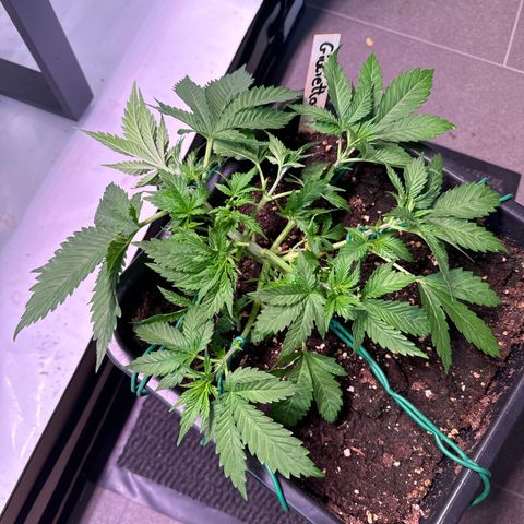 Giulietta growlog timeline photo