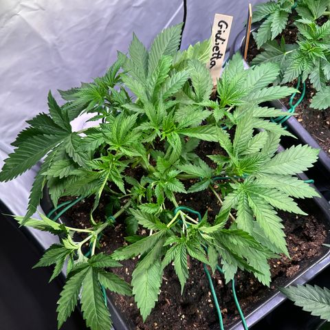 Giulietta growlog timeline photo