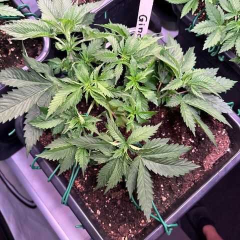 Gina  growlog timeline photo