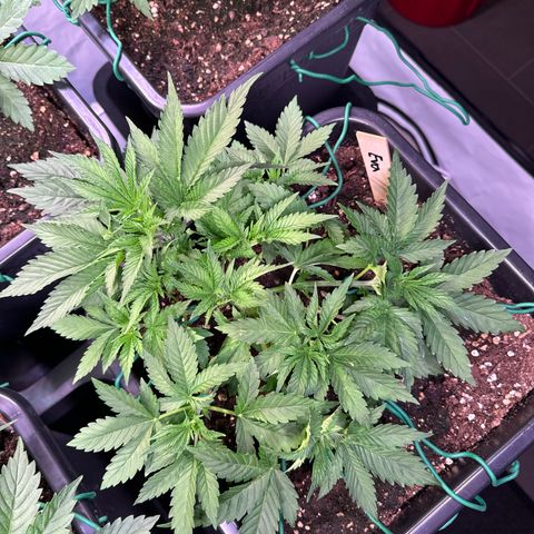 Eva growlog timeline photo