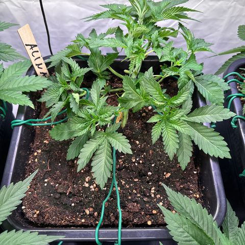 Alina  growlog timeline photo