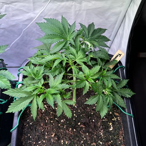 Francesca growlog timeline photo
