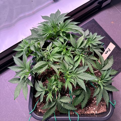 Eva growlog timeline photo