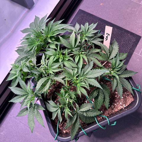 Eva growlog timeline photo