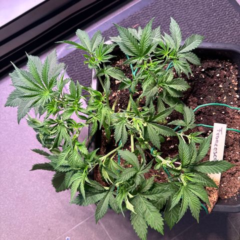 Francesca growlog timeline photo