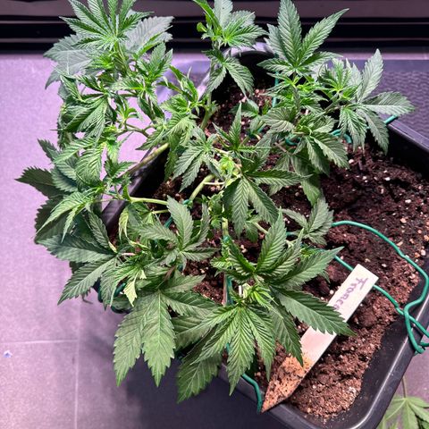 Francesca growlog timeline photo