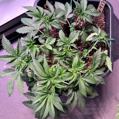 Alina  growlog timeline photo