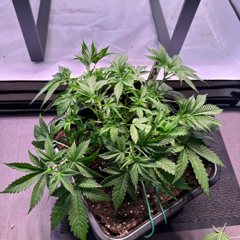 Giulietta growlog timeline photo