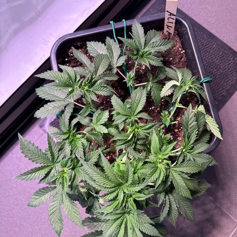 Alina  growlog timeline photo