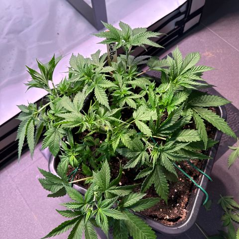 Giulietta growlog timeline photo