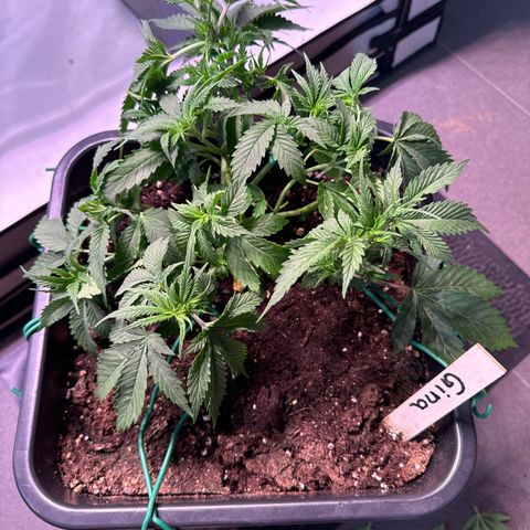 Gina  growlog timeline photo