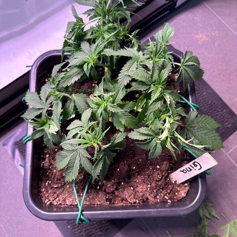 Gina  growlog timeline photo