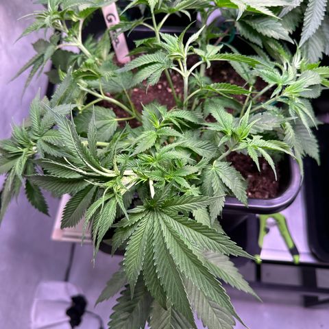 Gina  growlog timeline photo