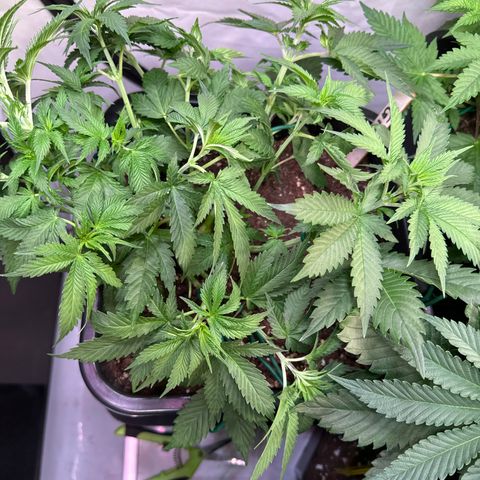 Gina  growlog timeline photo