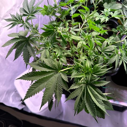 Giulietta growlog timeline photo