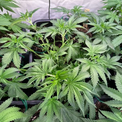 Alina  growlog timeline photo