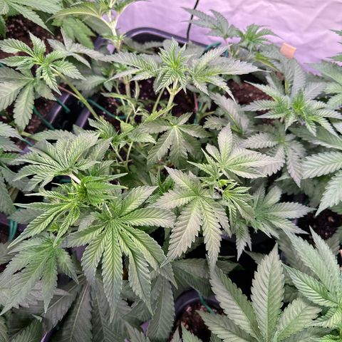 Alina  growlog timeline photo