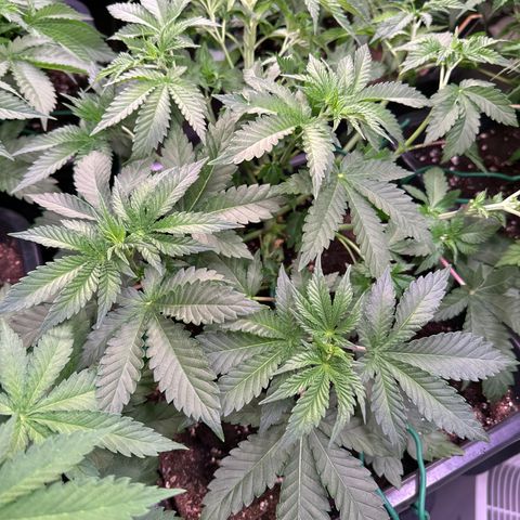 Alina  growlog timeline photo