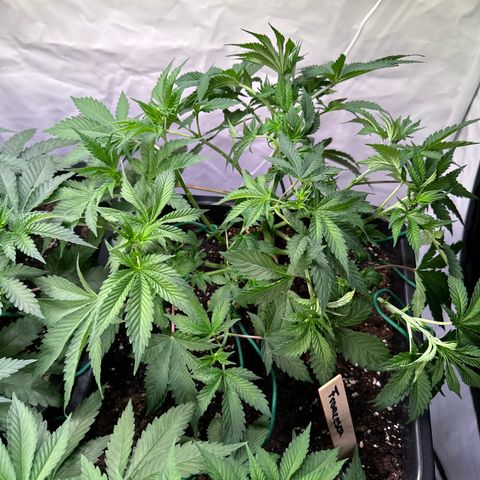 Francesca growlog timeline photo