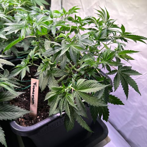 Francesca growlog timeline photo