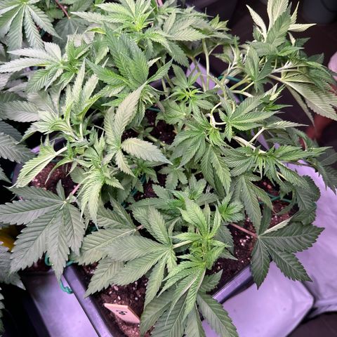 Eva growlog timeline photo