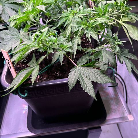 Eva growlog timeline photo