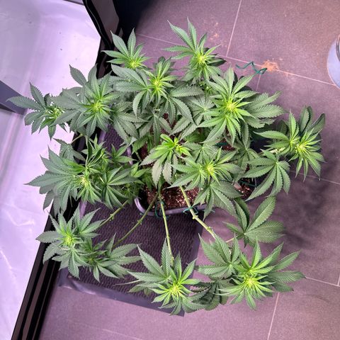 Eva growlog timeline photo