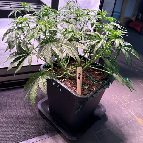 Eva growlog timeline photo
