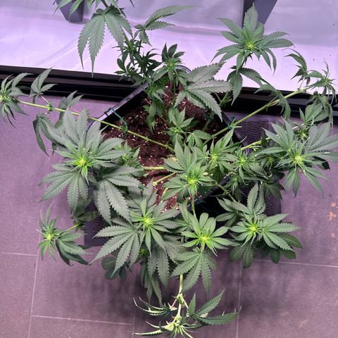 Gina  growlog timeline photo