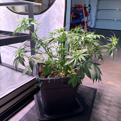 Gina  growlog timeline photo