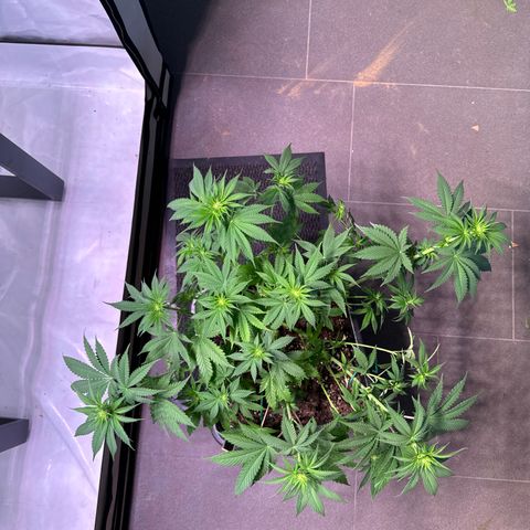 Giulietta growlog timeline photo