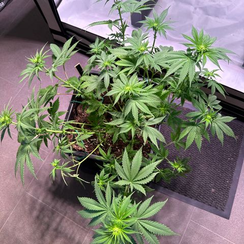 Giulietta growlog timeline photo