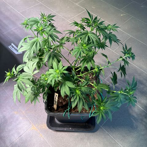 Francesca growlog timeline photo